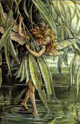 Willow Fairy